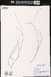 Carex trisperma image