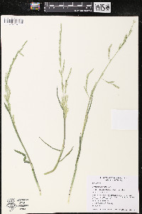 Glyceria declinata image