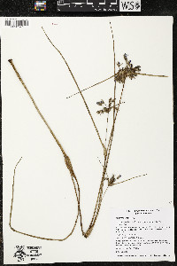 Tradescantia occidentalis var. occidentalis image