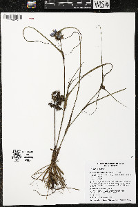 Tradescantia occidentalis image