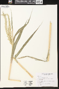 Tripsacum dactyloides image