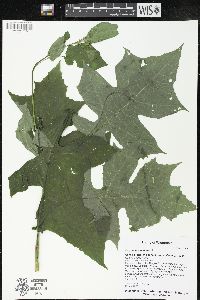 Polymnia canadensis image