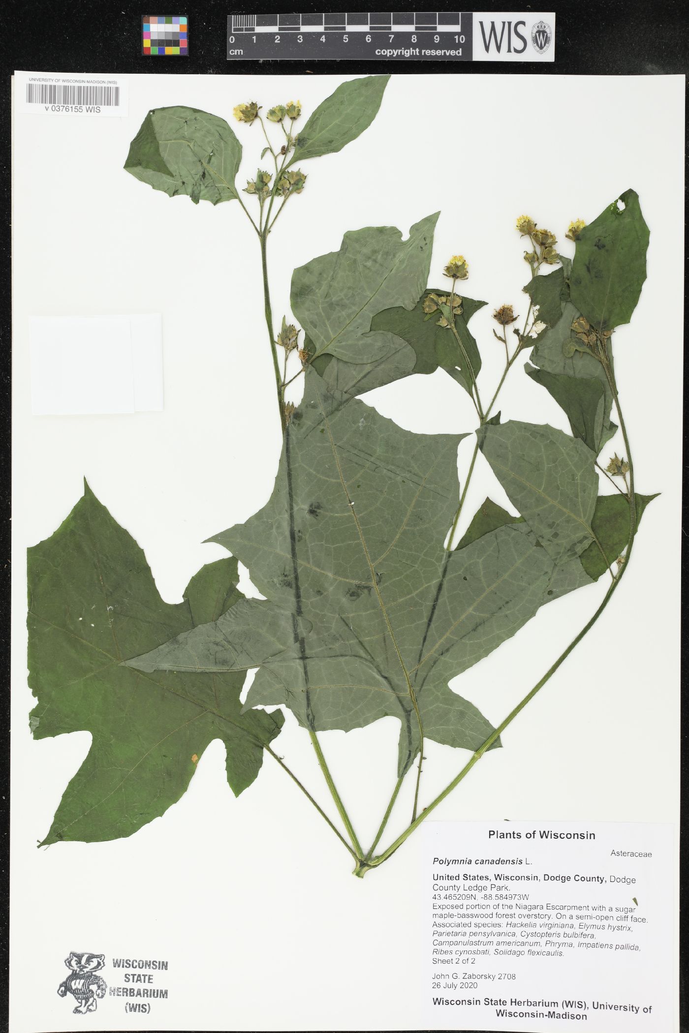 Polymnia canadensis image
