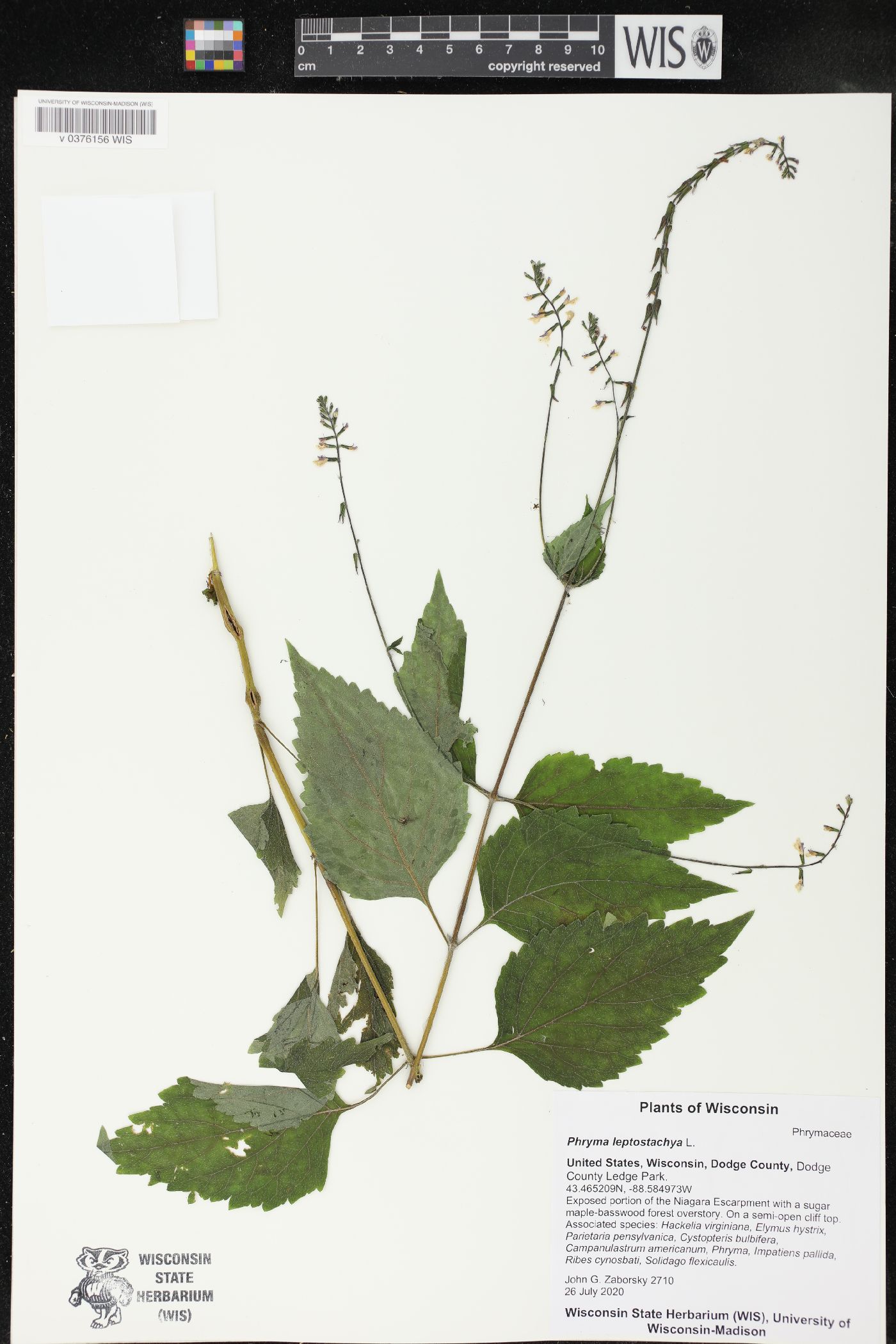 Phryma leptostachya image