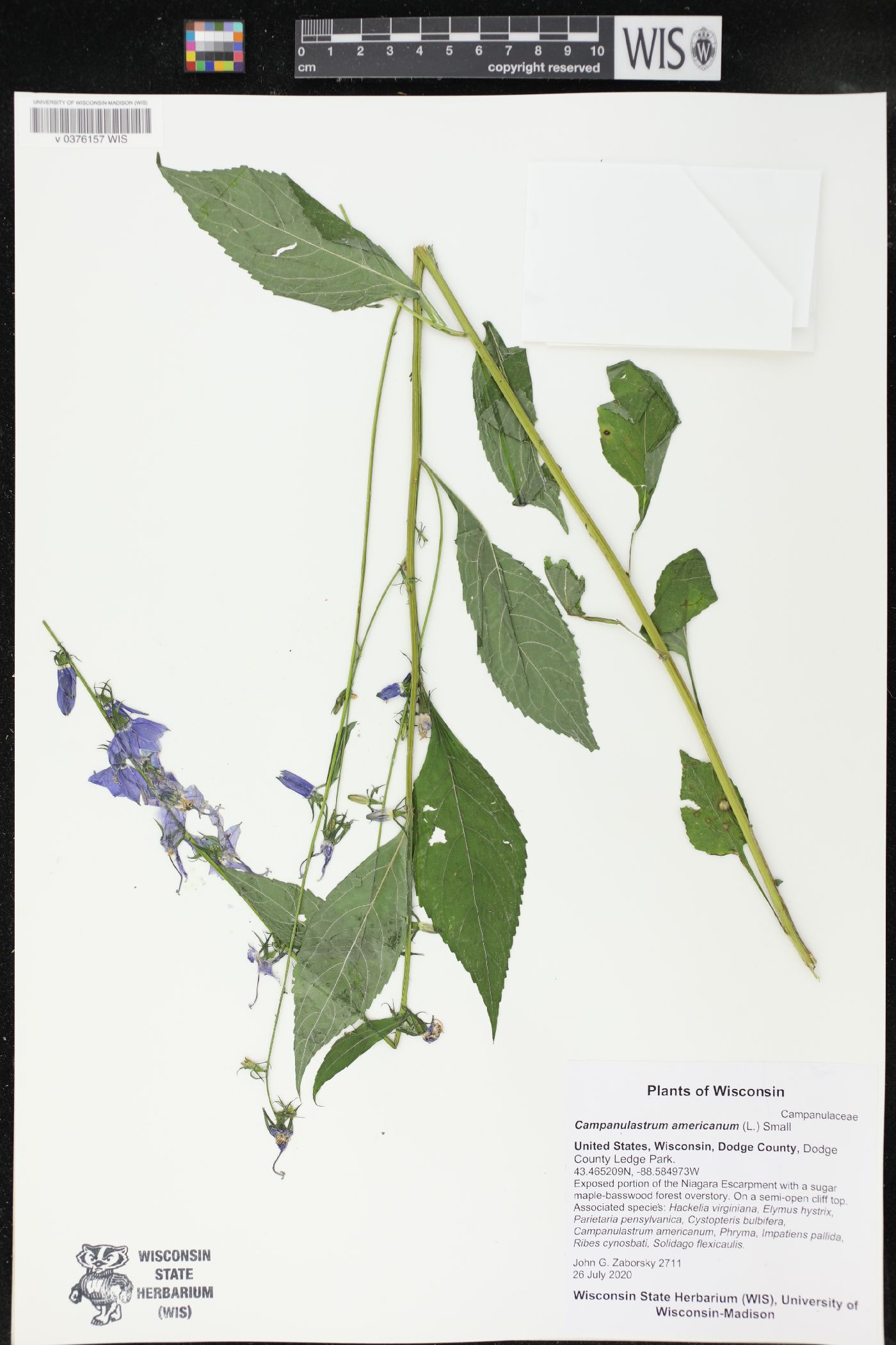 Campanulastrum americanum image