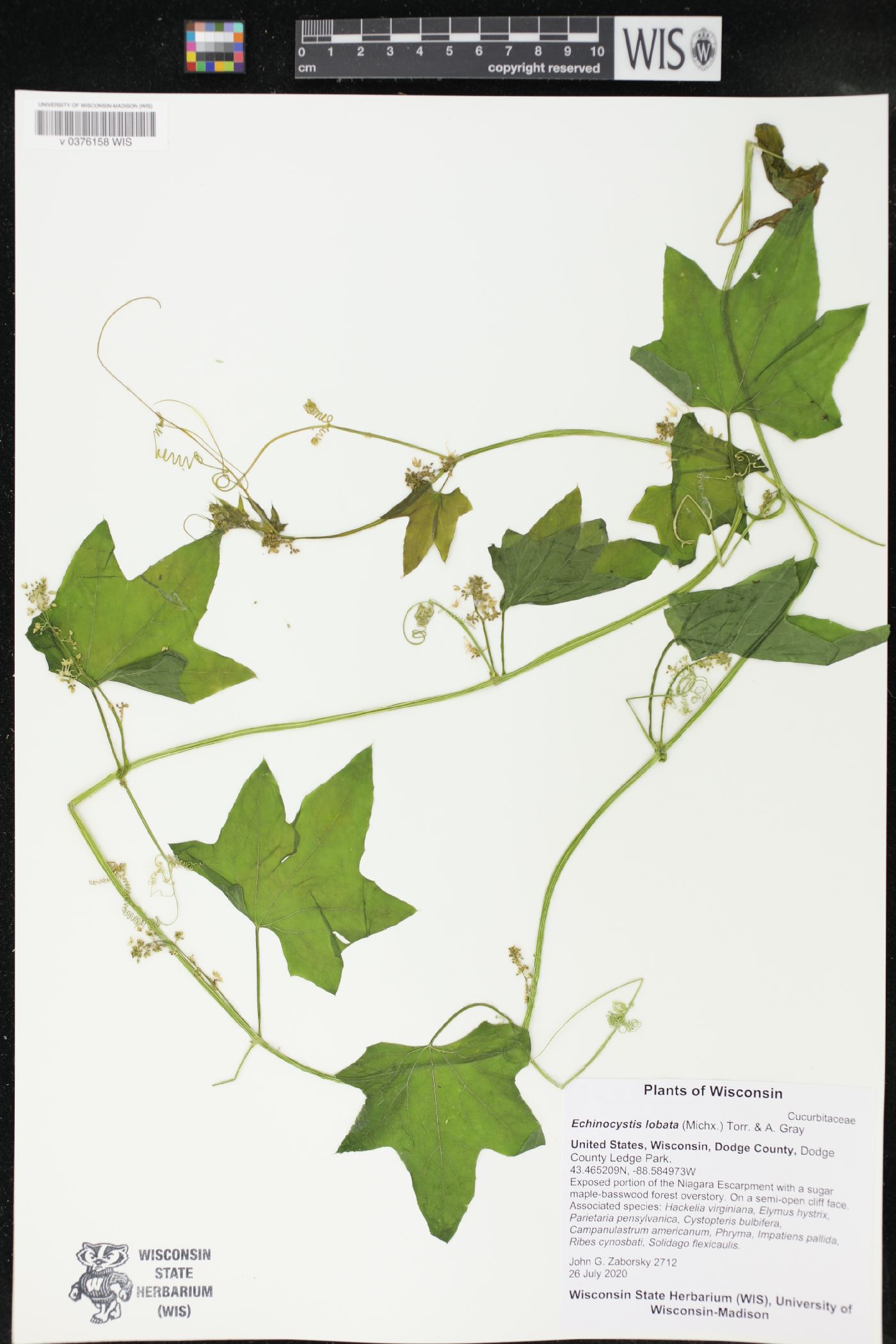 Echinocystis lobata image