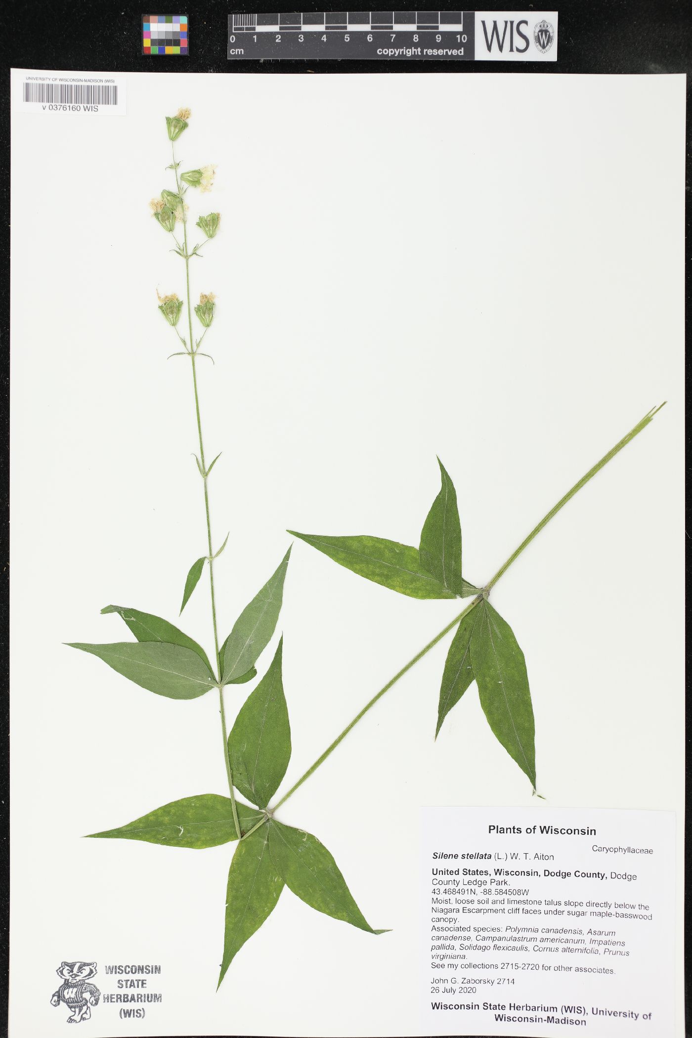 Silene stellata image