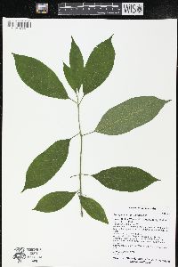 Euonymus atropurpureus image