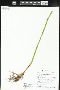 Impatiens pallida image