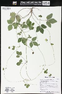 Potentilla indica image