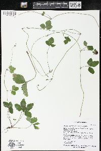 Potentilla indica image