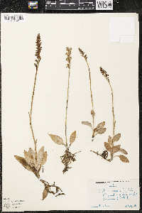 Goodyera repens image