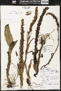 Habenaria repens image