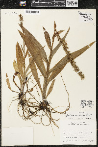 Habenaria repens image