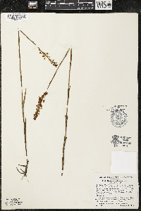 Habenaria humilior image