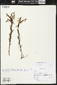 Habenaria schaffneri image