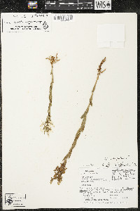 Habenaria schaffneri image