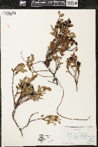 Vaccinium uliginosum image