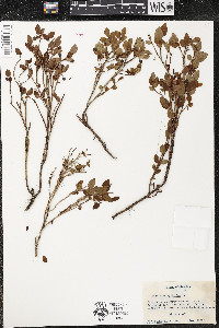 Vaccinium myrtillus image