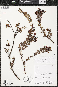 Vaccinium floribundum image