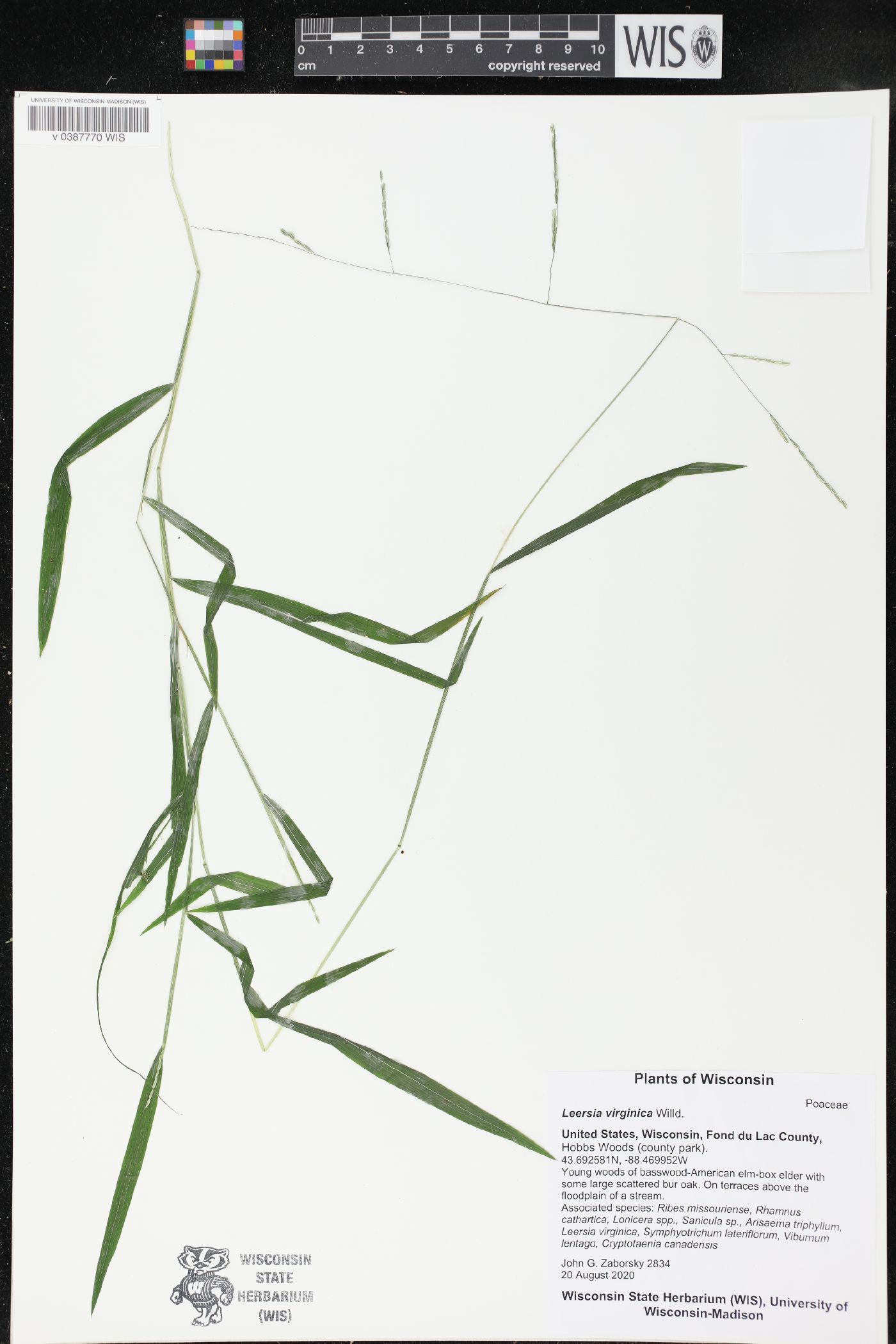 Leersia virginica image
