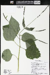 Phryma leptostachya image