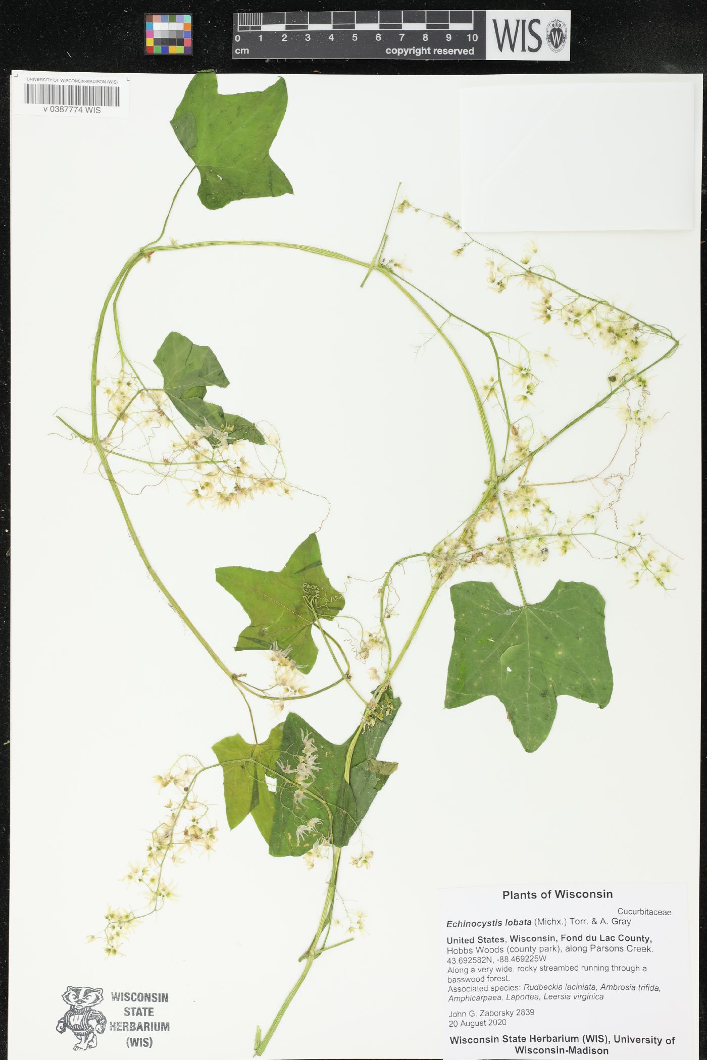 Echinocystis lobata image