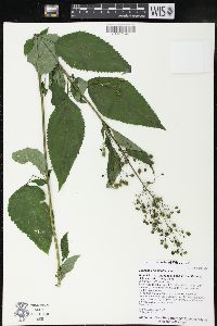 Scrophularia marilandica image