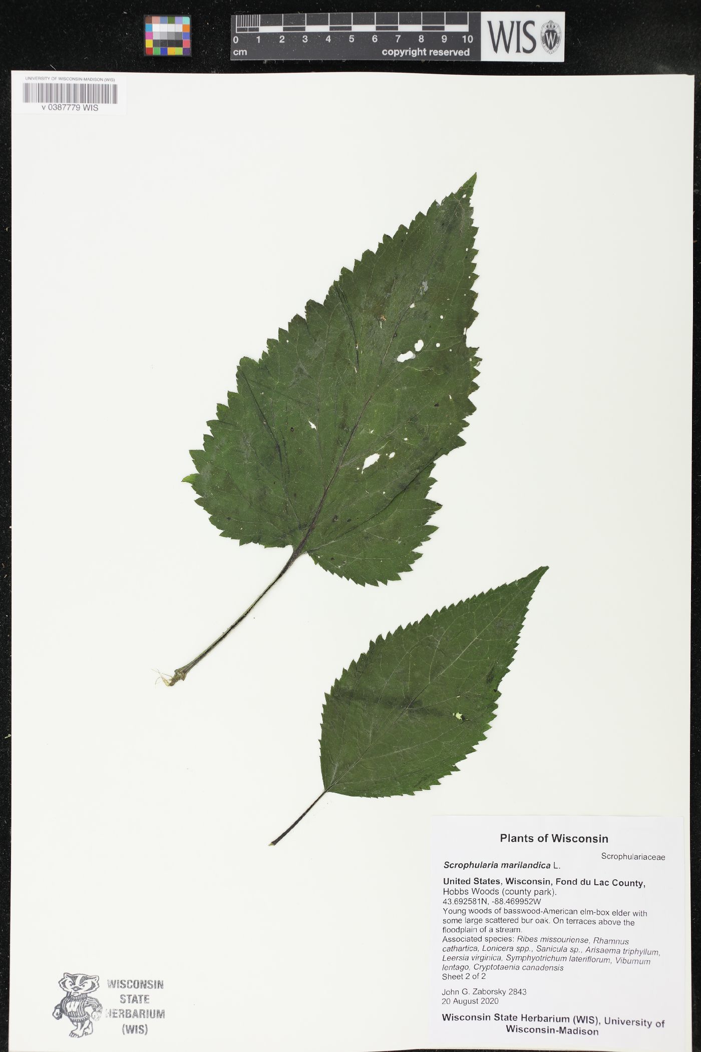 Scrophularia marilandica image