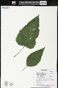 Scrophularia marilandica image