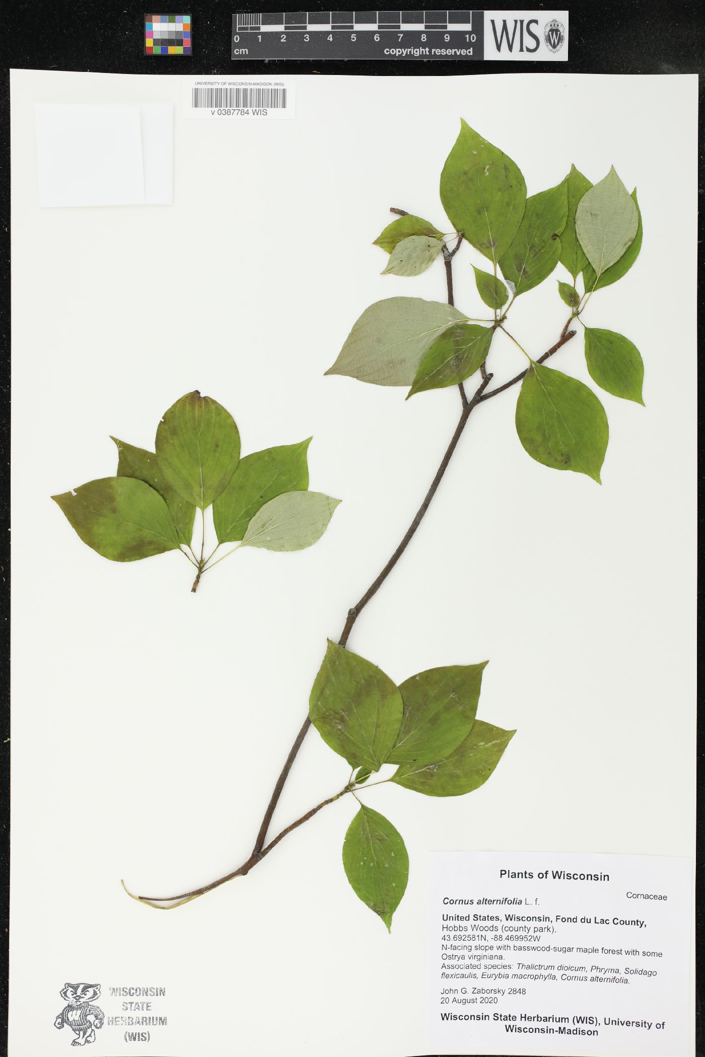 Cornus alternifolia image