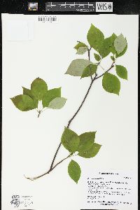 Cornus alternifolia image