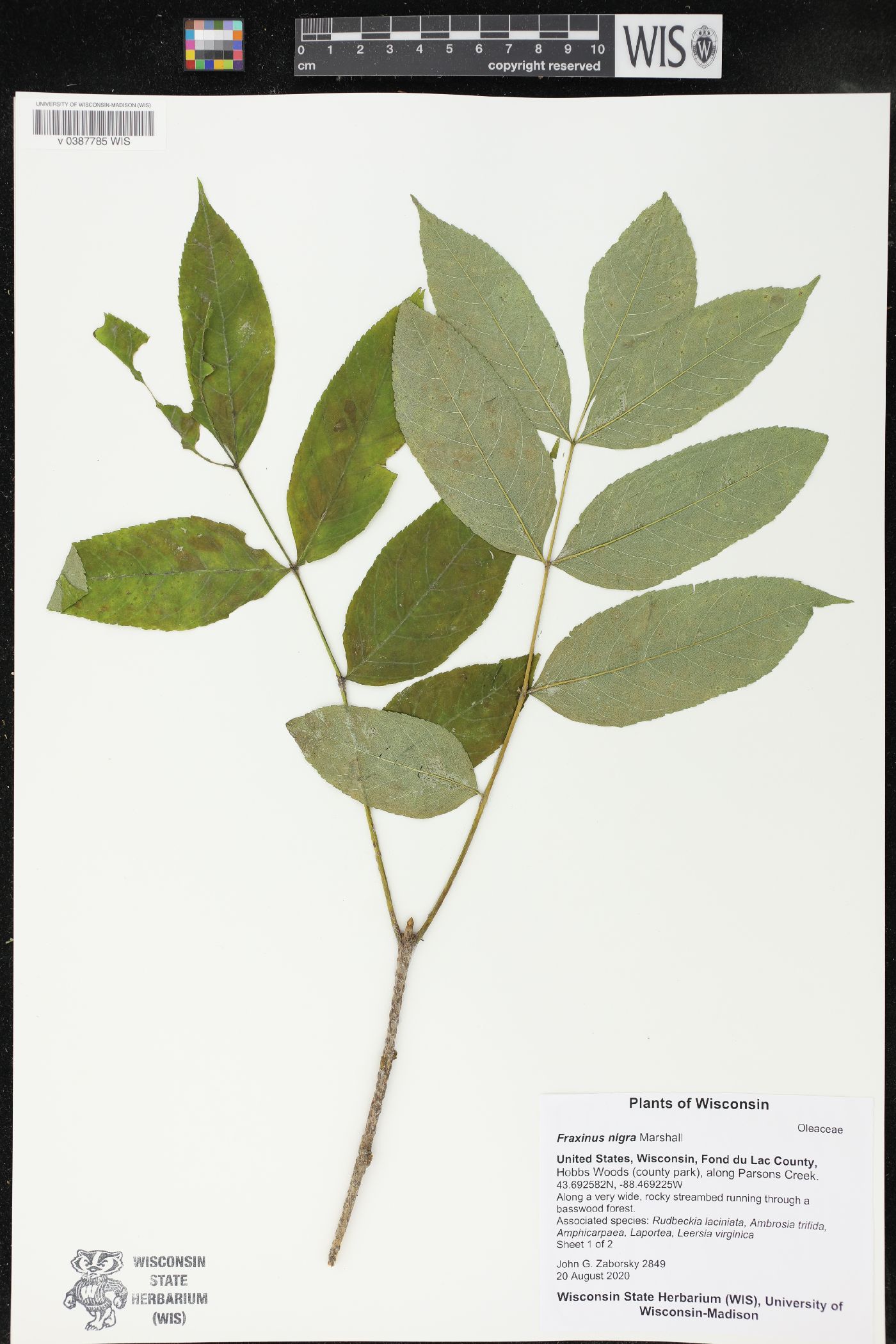 Fraxinus nigra image