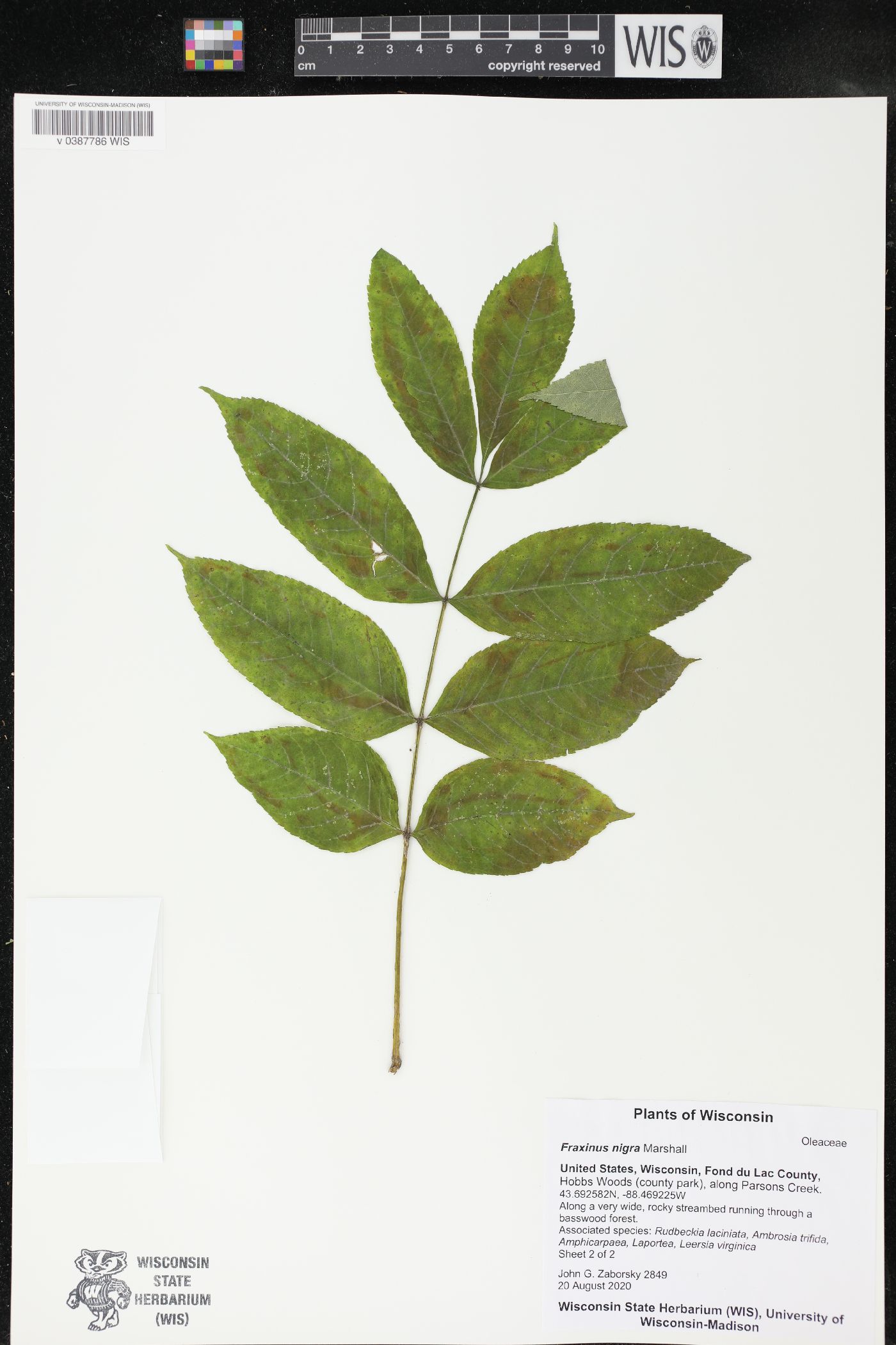 Fraxinus nigra image