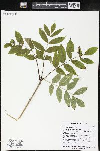 Fraxinus nigra image