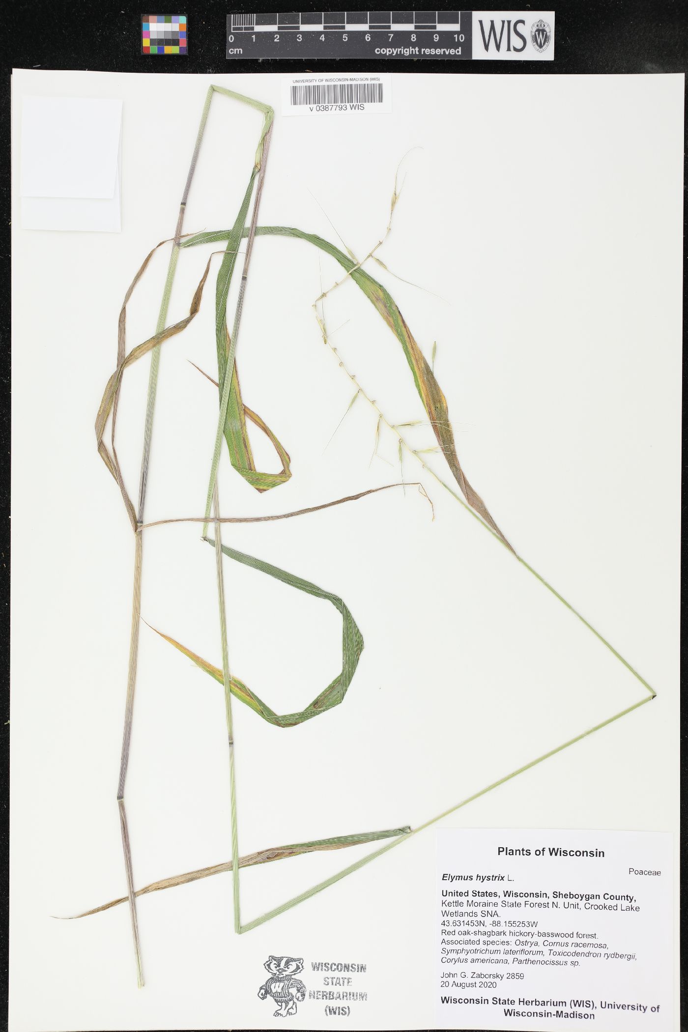 Elymus hystrix image