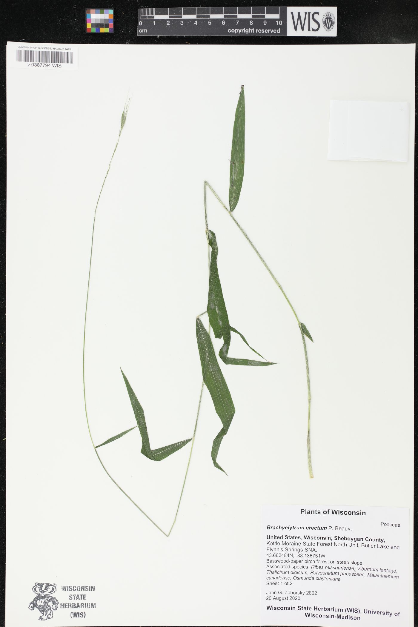 Brachyelytrum erectum image