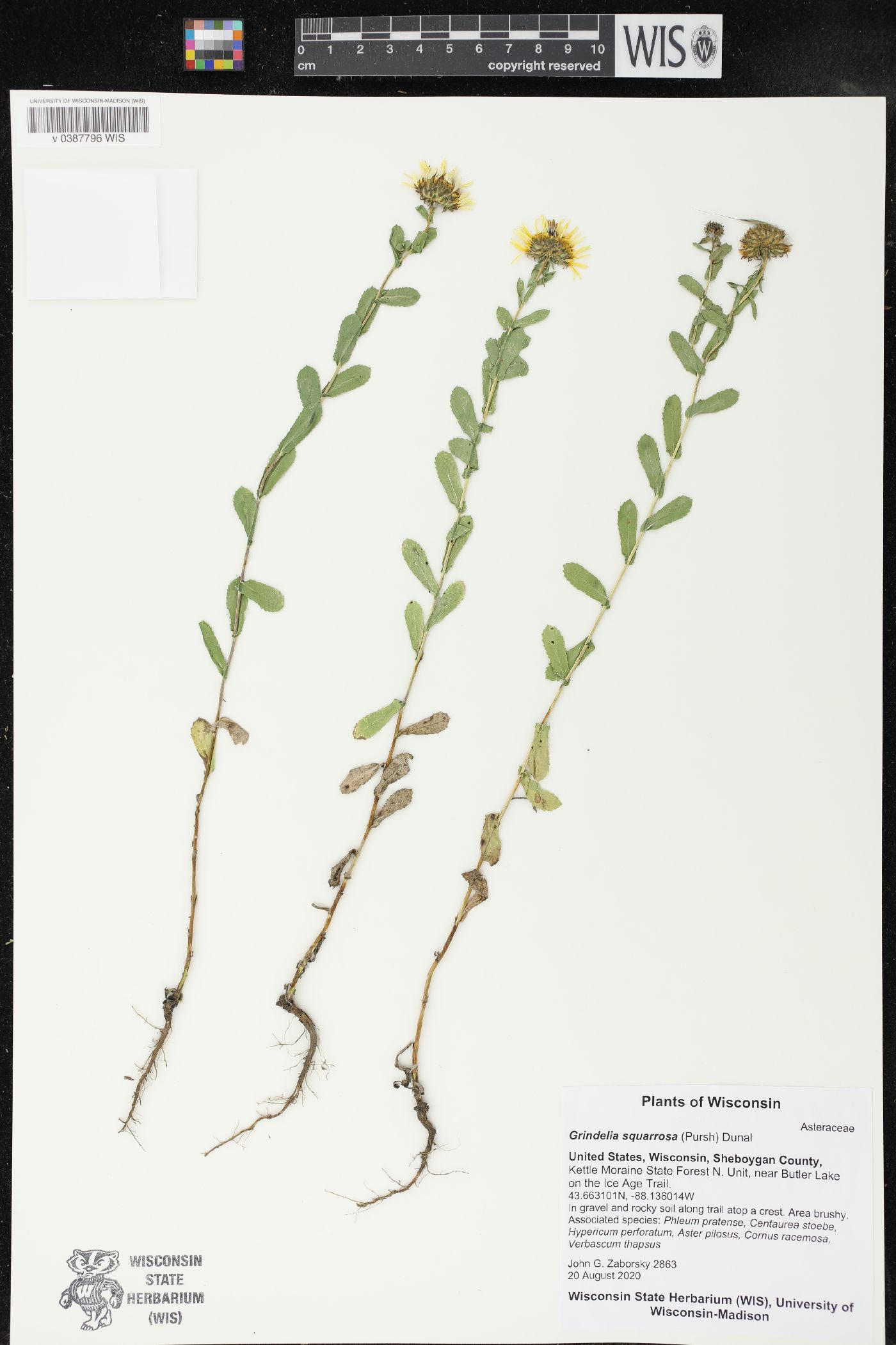 Grindelia squarrosa image