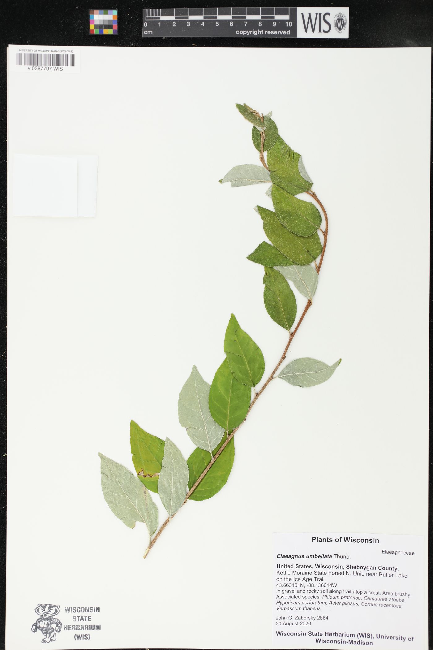 Elaeagnus umbellata image