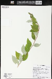 Elaeagnus umbellata image