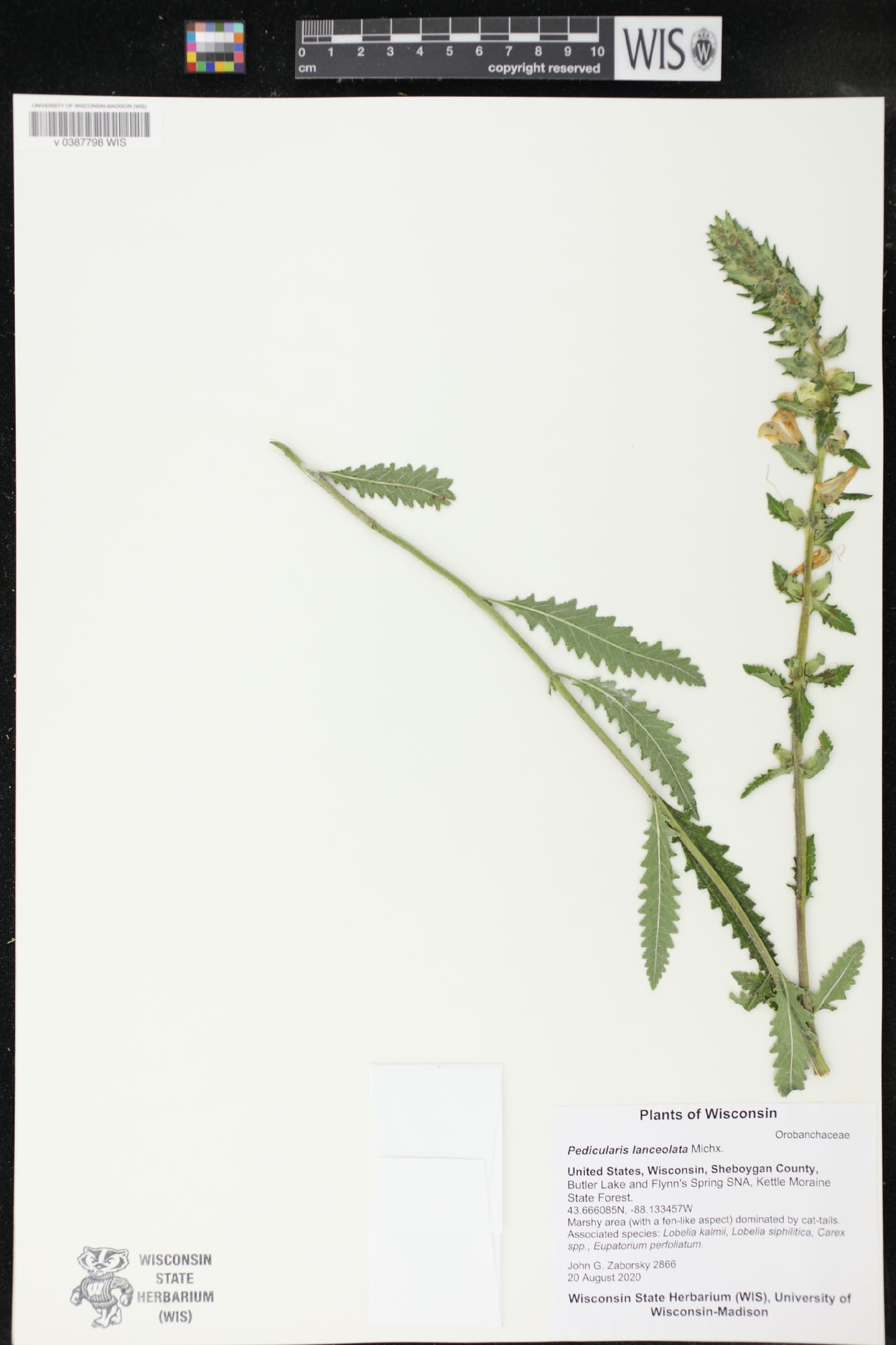 Pedicularis lanceolata image
