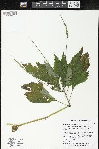 Phryma leptostachya image
