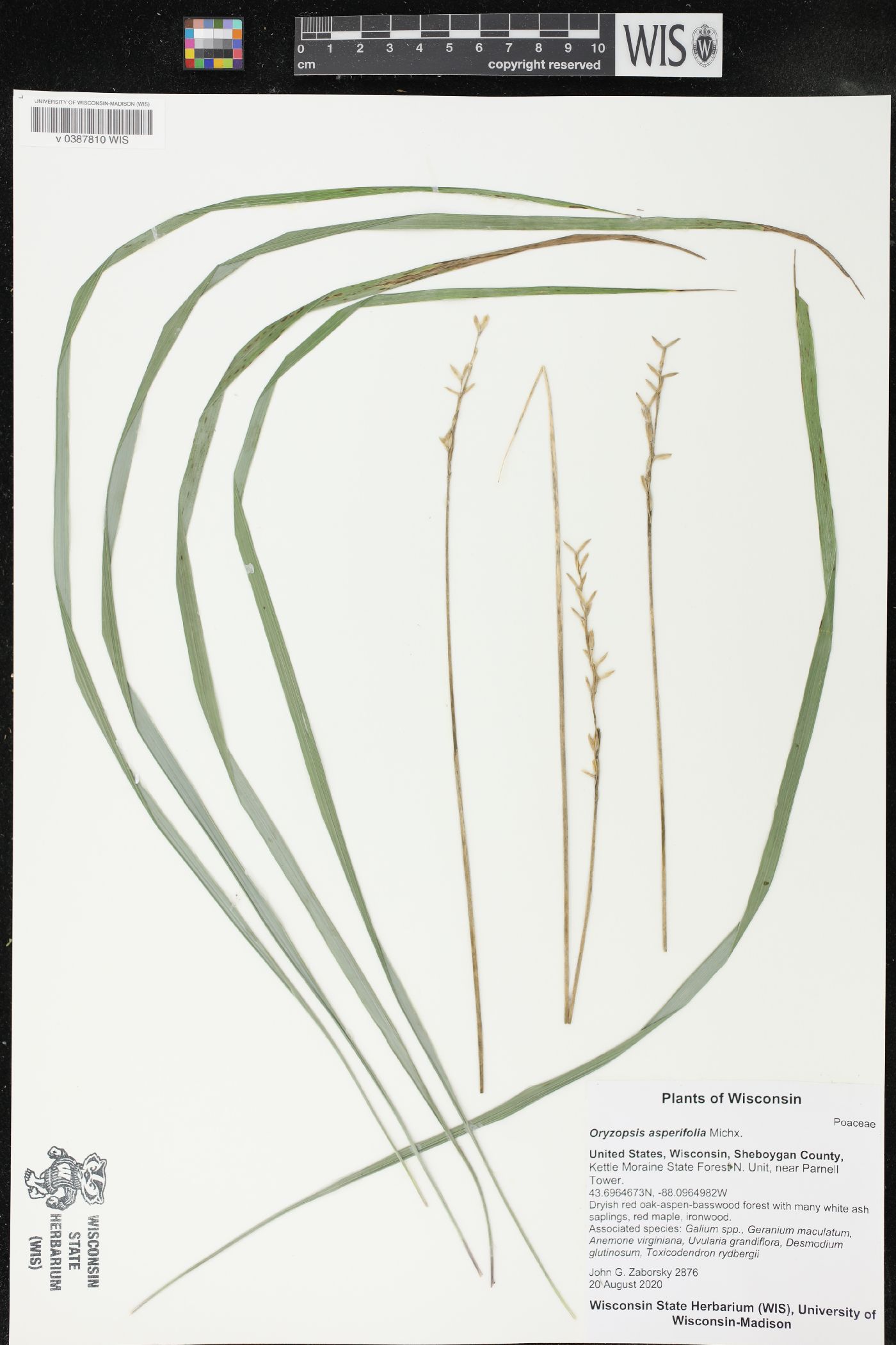 Oryzopsis asperifolia image