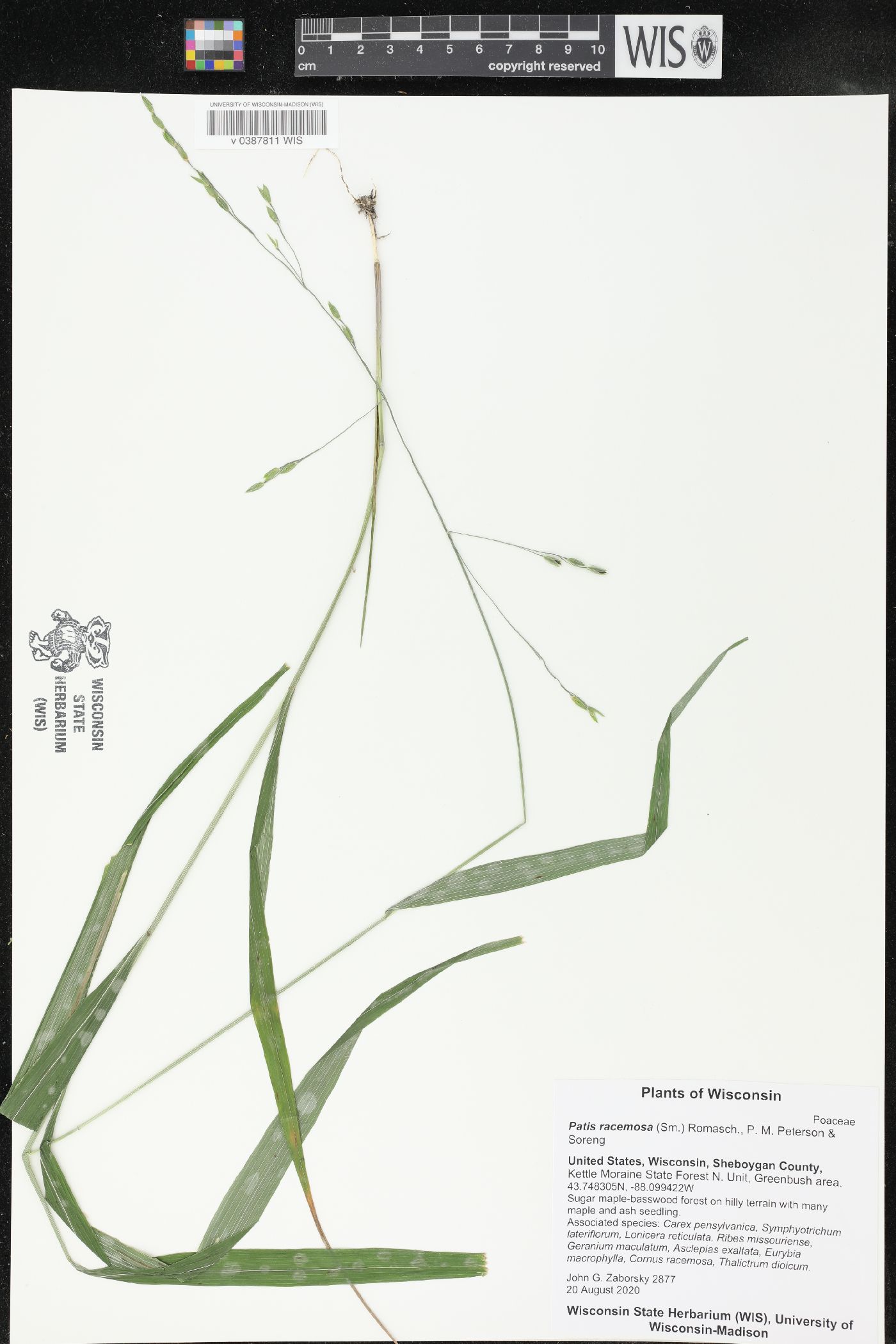 Patis racemosa image