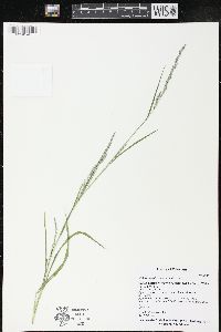 Muhlenbergia mexicana image