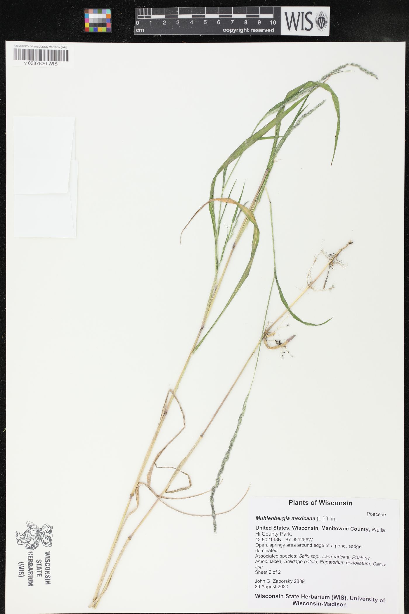 Muhlenbergia mexicana image
