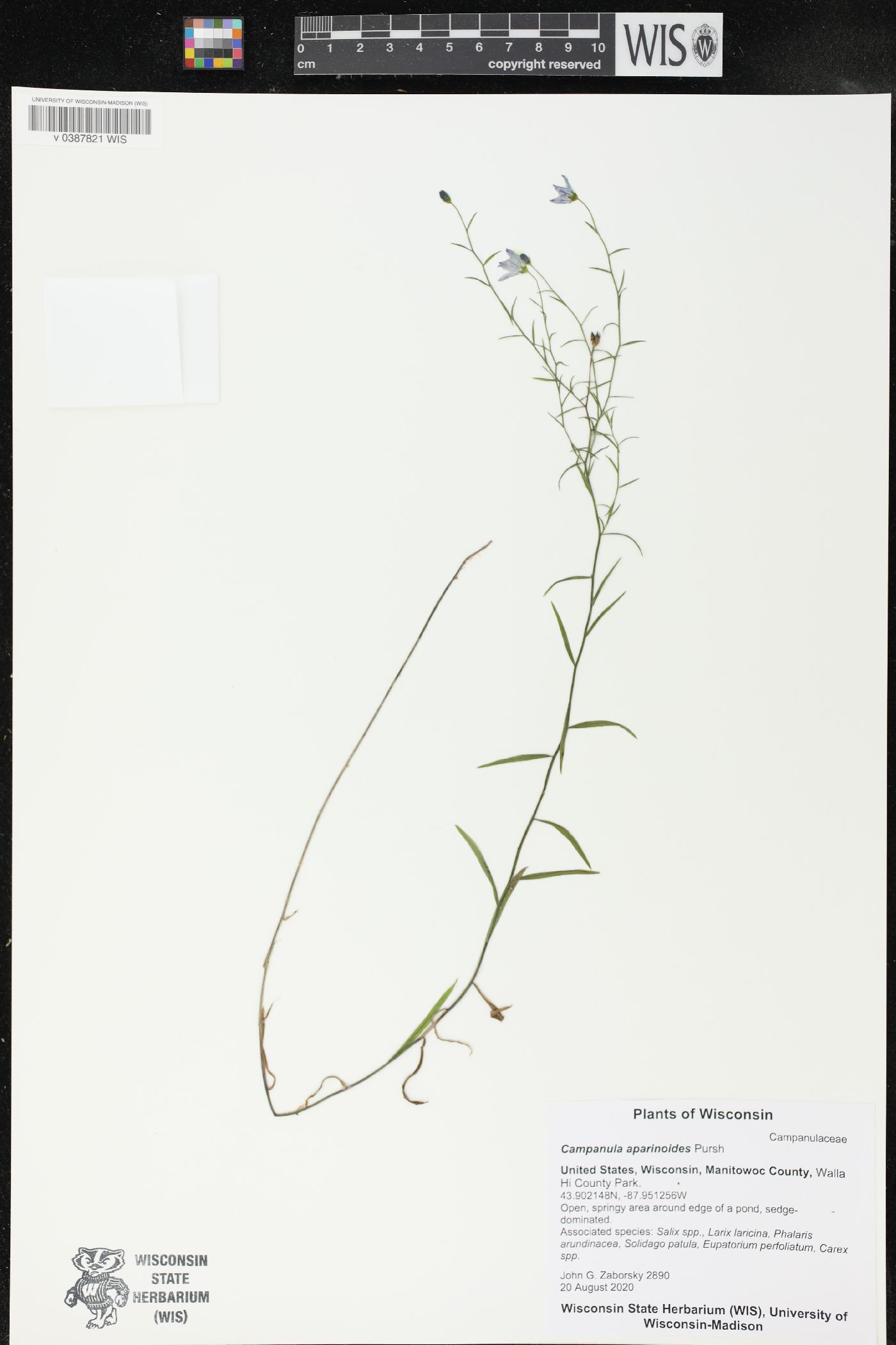 Campanula aparinoides image