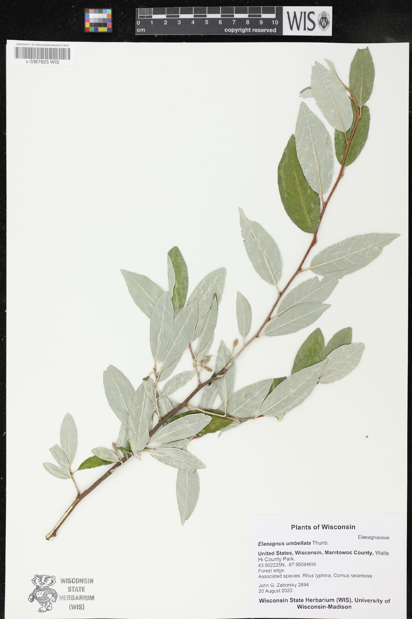 Elaeagnus umbellata image