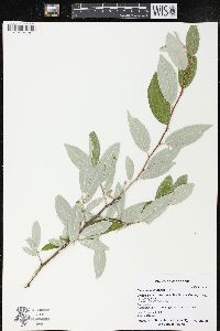 Elaeagnus umbellata image