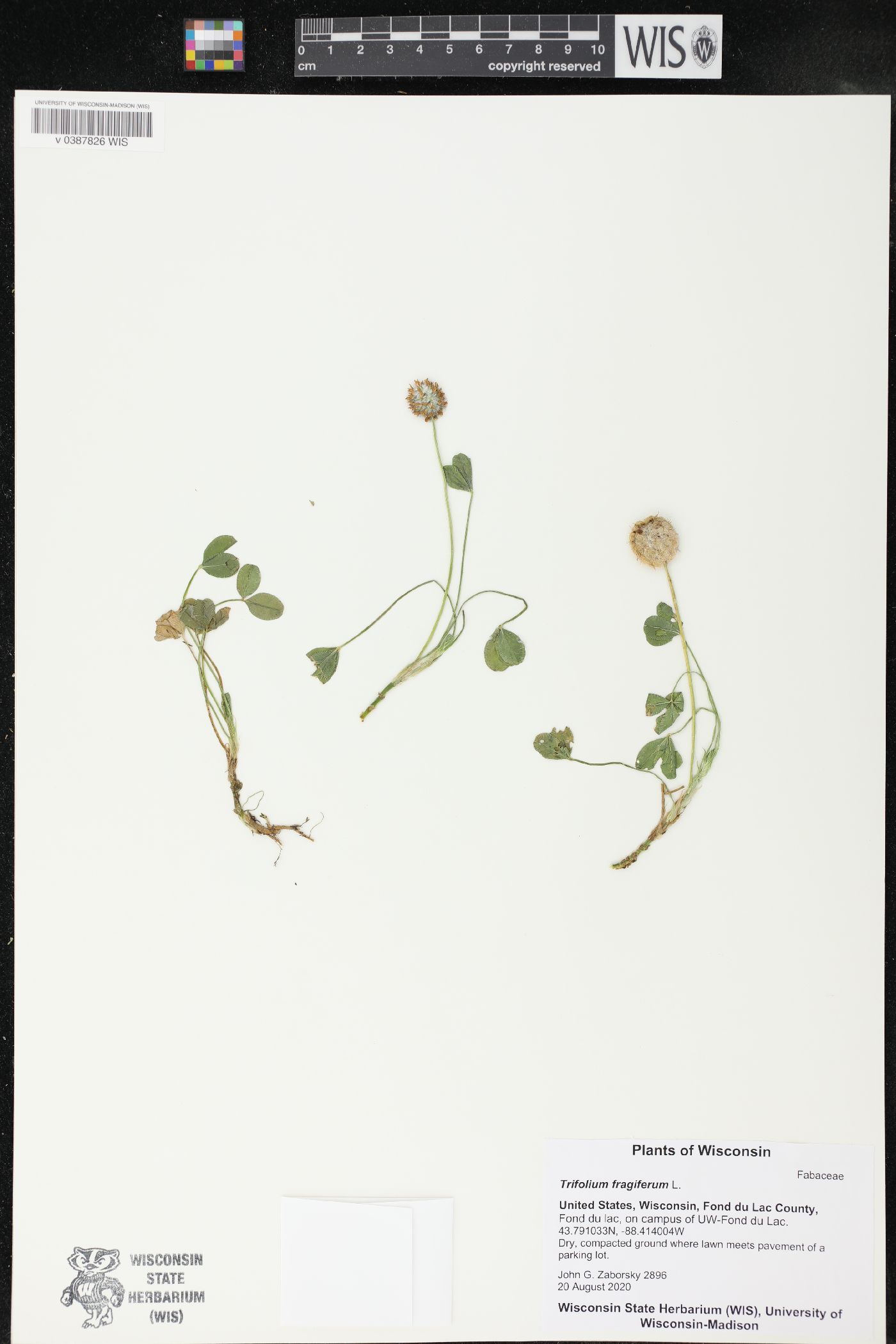 Trifolium fragiferum image